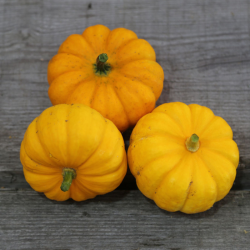 Courge Jack Be Little