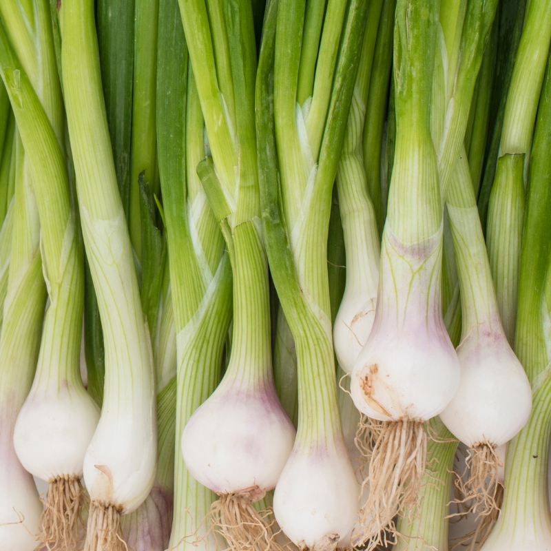 Oignon Blanc Botte