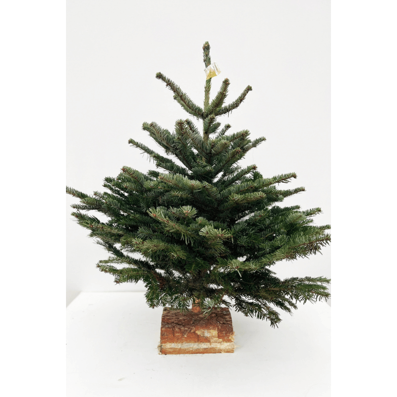 Sapin de Noël Abies Nordmannianna