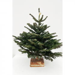 Sapin de Noël Abies Nordmannianna