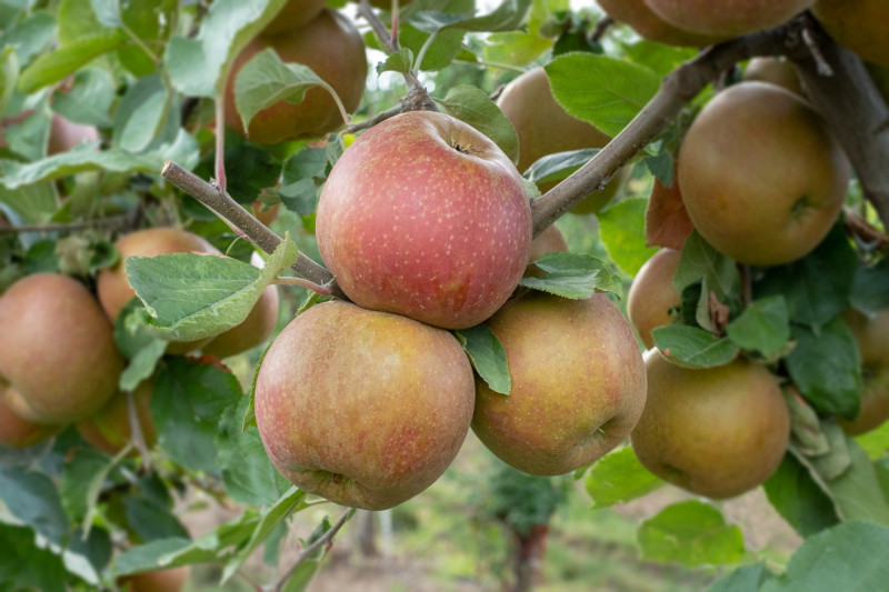 Pomme Boskoop