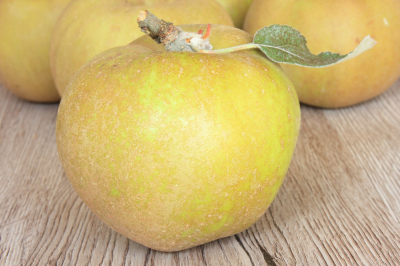 Pomme Canada