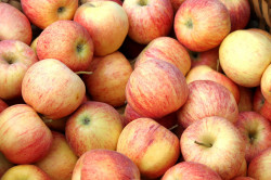 Pomme Gala