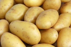 Pomme de Terre Charlotte «ferme»